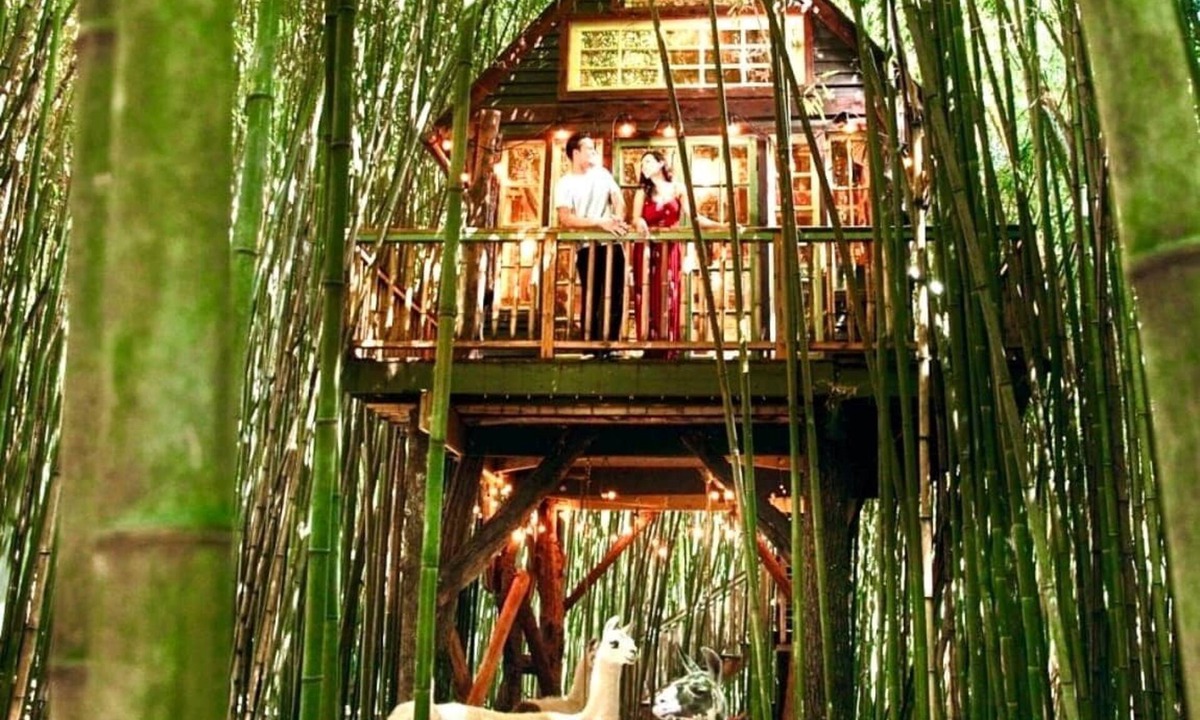 Atlanta House | Alpaca Treehouse in the Bamboo Forest