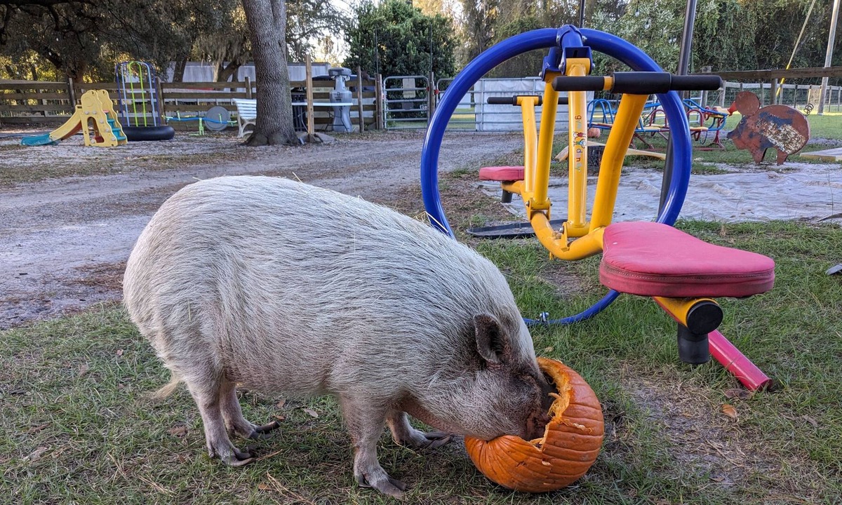 Putnam Hall RV Rental | Rooterville Animal Sanctuary