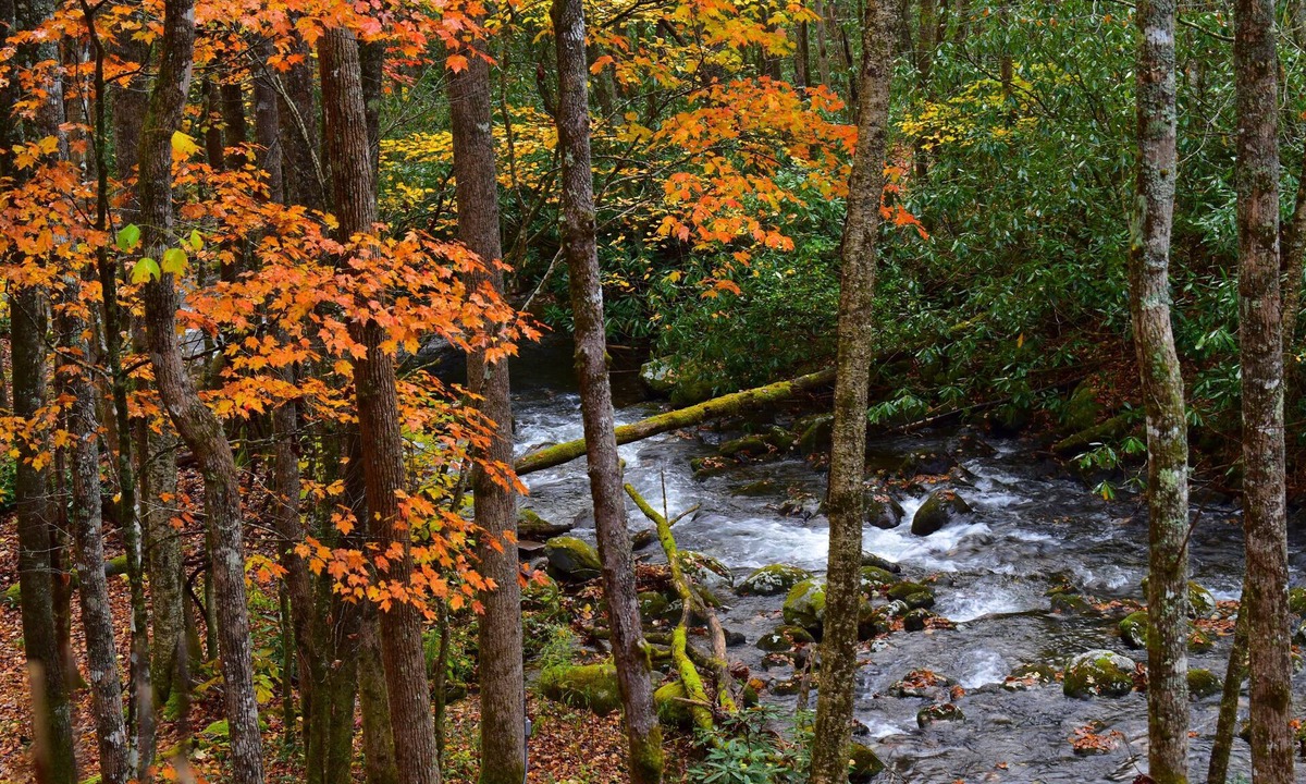 Robbinsville Cabin | The Owl's Perch - Backwoods glamping cabin over amazing creek