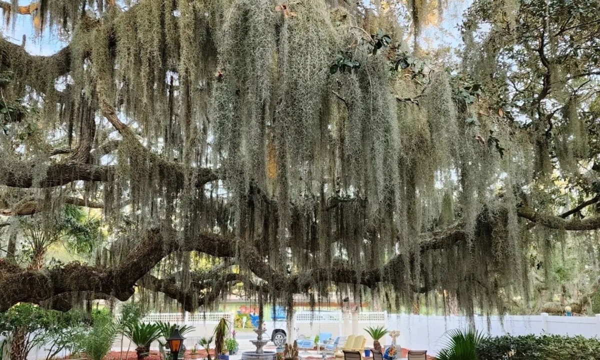 Tybee Island Bed & Breakfast | Tybee Island Inn