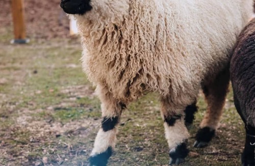 Thomson RV Rental | Dolly’s Disco Yurt, fluffy, sheep, llamas, and shaggy cows