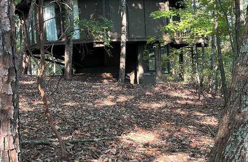 Big Canoe Cabin | "PEACE IN A POD" CHARMING 2-Bdrm cabin right in the middle of Big Canoe!