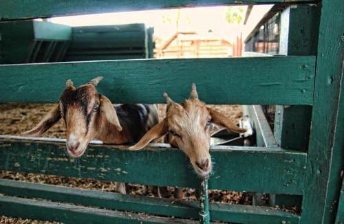 River Ranch Apartment | Pet-Friendly River Ranch Escape and Walk to Rodeo