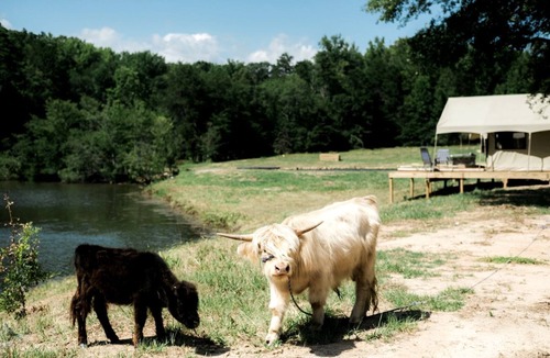 Fountain Inn RV Rental | Secluded Tented Cabin Nestled Amidst Trees in Greenville, South Carolina