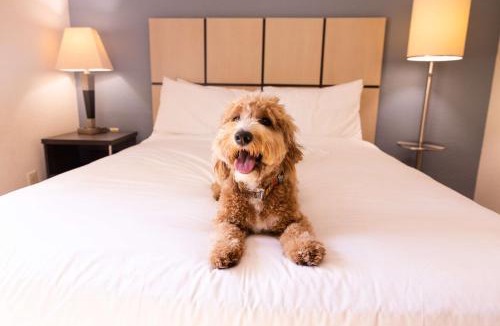 Crestline Heights Hotel | Sonesta Simply Suites Birmingham Hoover