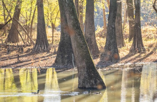Jackson RV Rental | Tentrr State Park Site - Mississippi LeFleur's Bluff State Park - By the Bayou D
