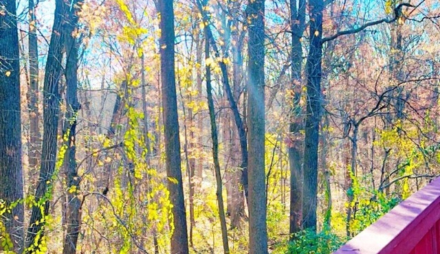 Sunlit Wooded 3BR Retreat: Free Parking. Pet/Infant/Kids-Friendly. Deck. Near DC