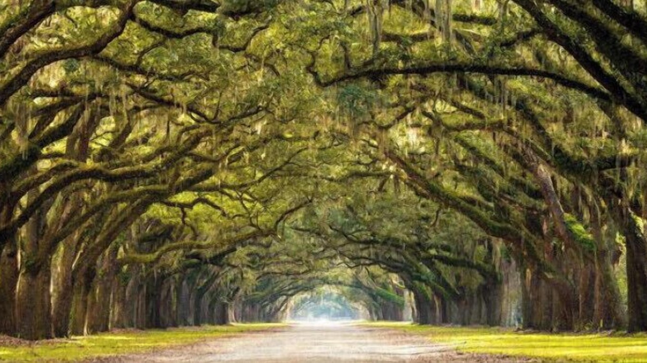 Photo of Outdoor in St. Simons Island