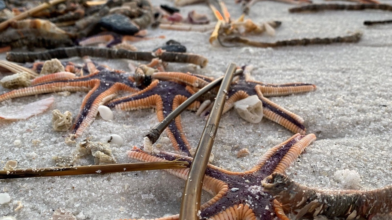 Photo of Others in Navarre Beach