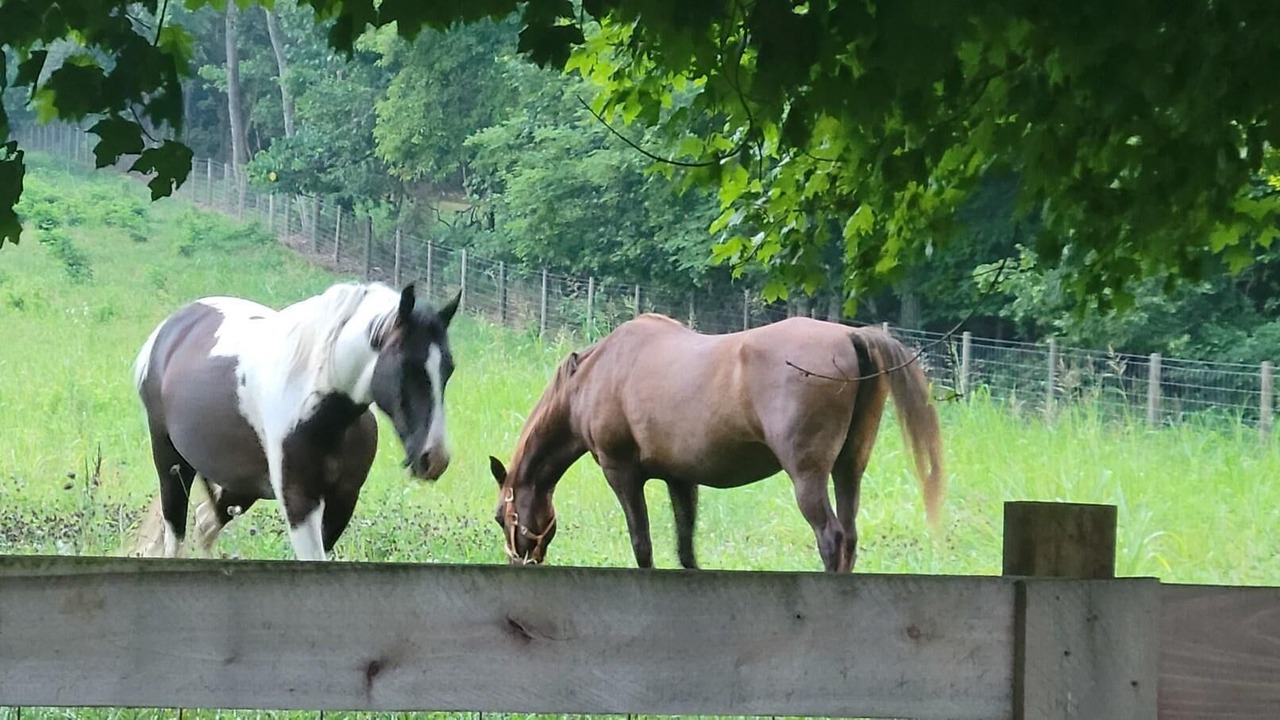 Photo of Outdoor in Horse Cave