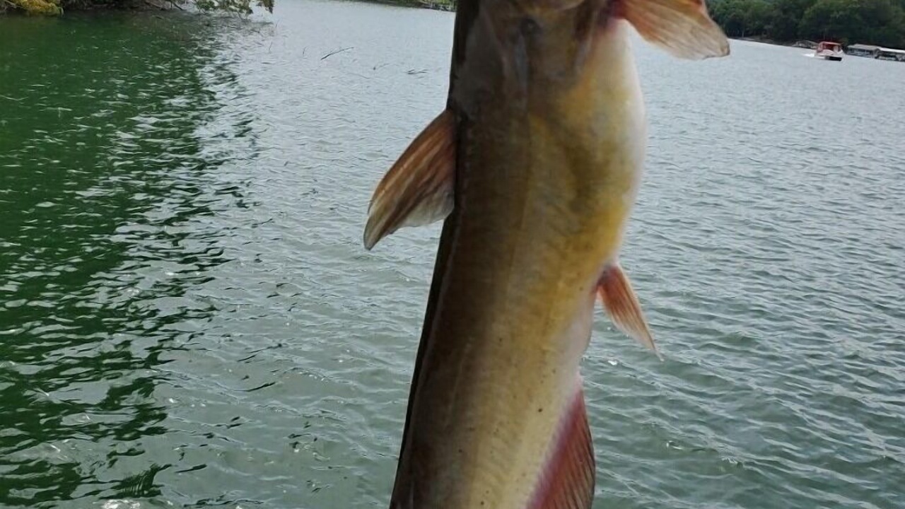 Photo of Others in Hiawassee