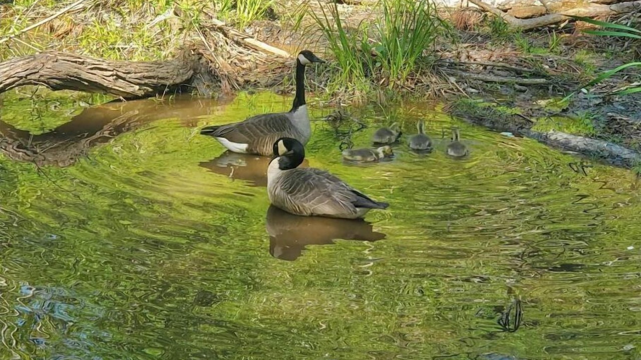 Photo of Outdoor in Tucker