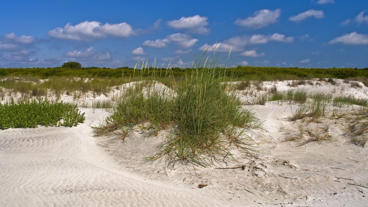 Photo of Others in Saint Simons Island