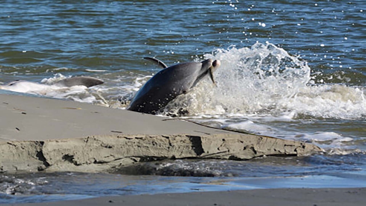 Photo of Others in Seabrook Island