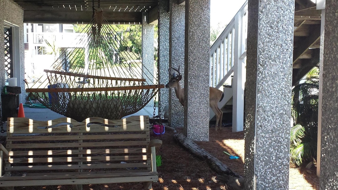 Photo of Others in Saint Helena Island