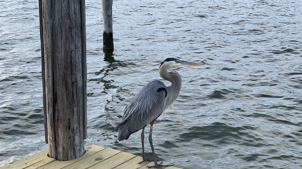 Photo of Others in Indian Bay